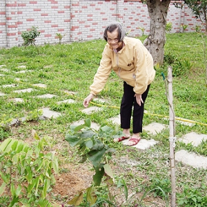 植物種植